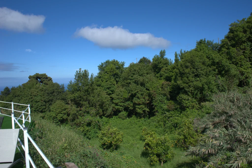 La laurisilva del barranco y el mar, vistos desde el jardín