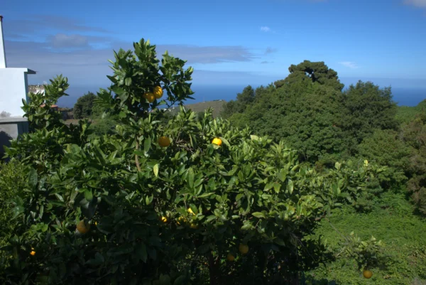 Un naranjo cargado de fruta en el jardín, con el mar detrás