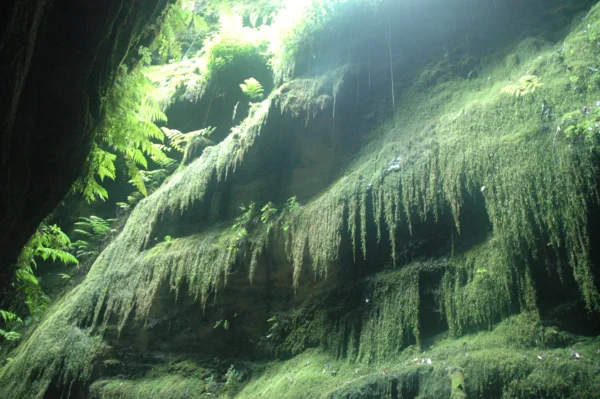 El Cubo de la Galga, la pared de roca cubierta de musgo y helechos, en el bosque de laurisilva