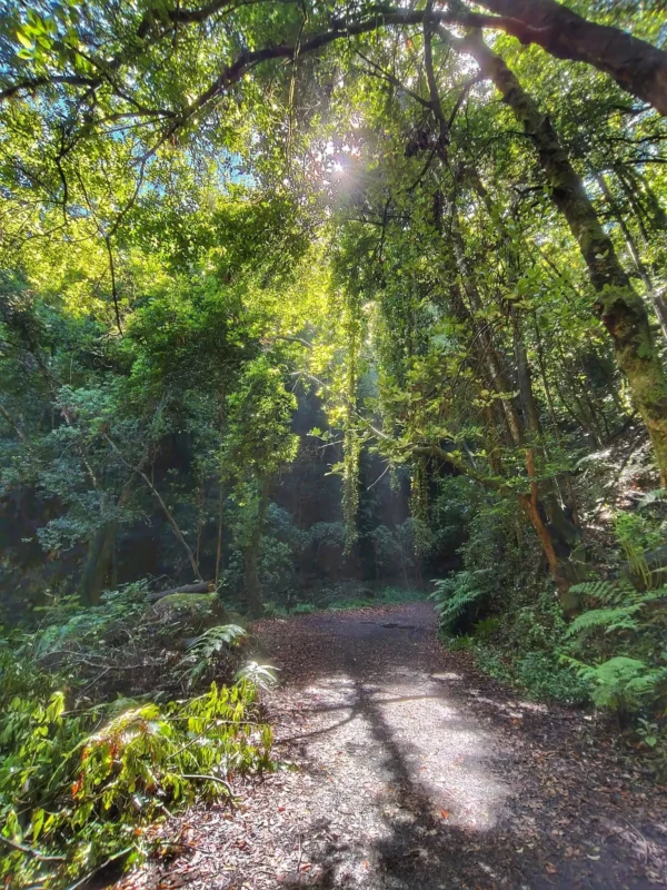 El sendero del Cubo de la Galga entre los arboles de la laurisilva