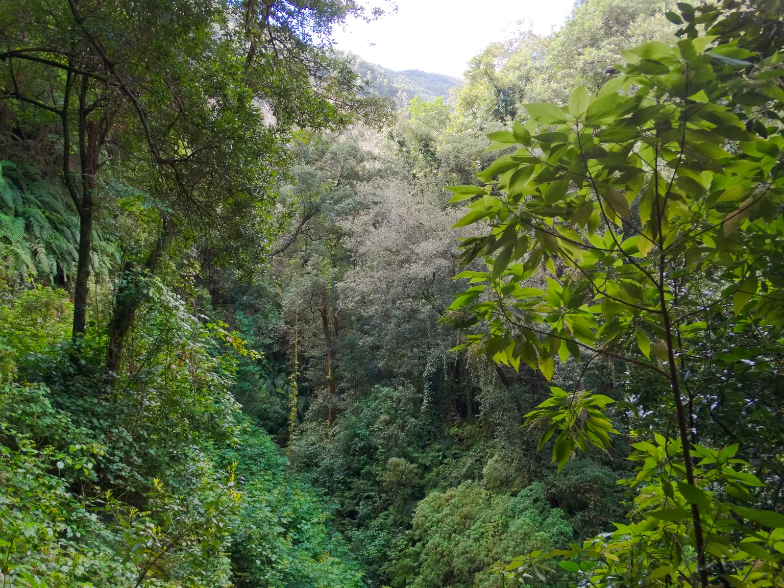 El barranco del Cubo de la Galga visto desde el sendero, con el dosel de la laurisilva cerrando el valle