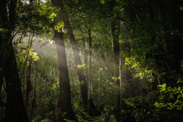 La luz entra entre los troncos de la laurisilva del Cubo de la Galga, en Puntallana, La Palma
