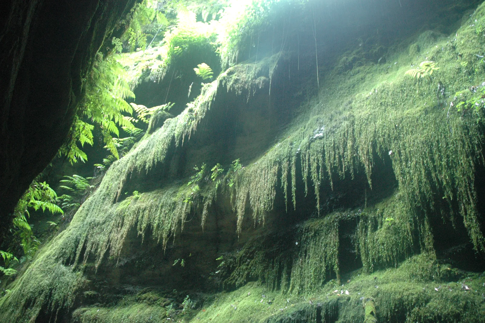 Pared húmeda del barranco del Cubo de la Galga cubierta de helechos colgantes