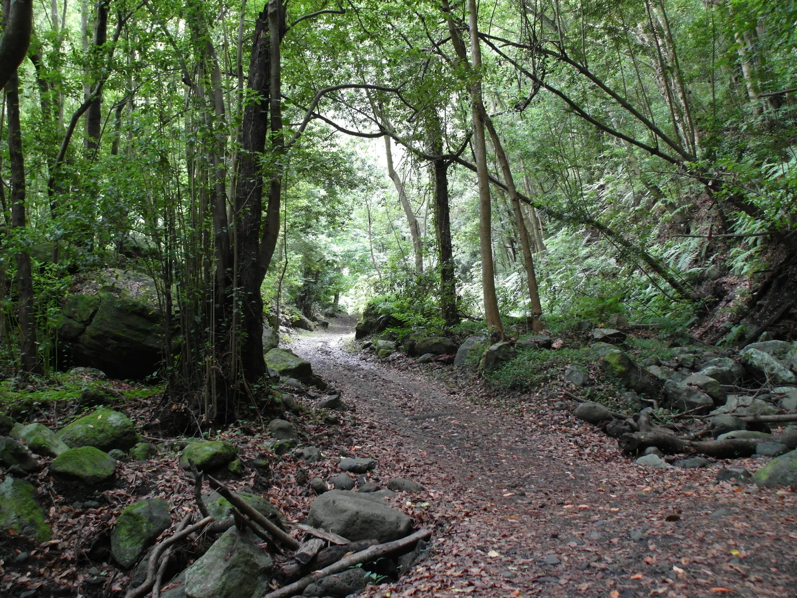 La pista de tierra del sendero del Cubo de la Galga entre troncos y piedras, bajo los árboles