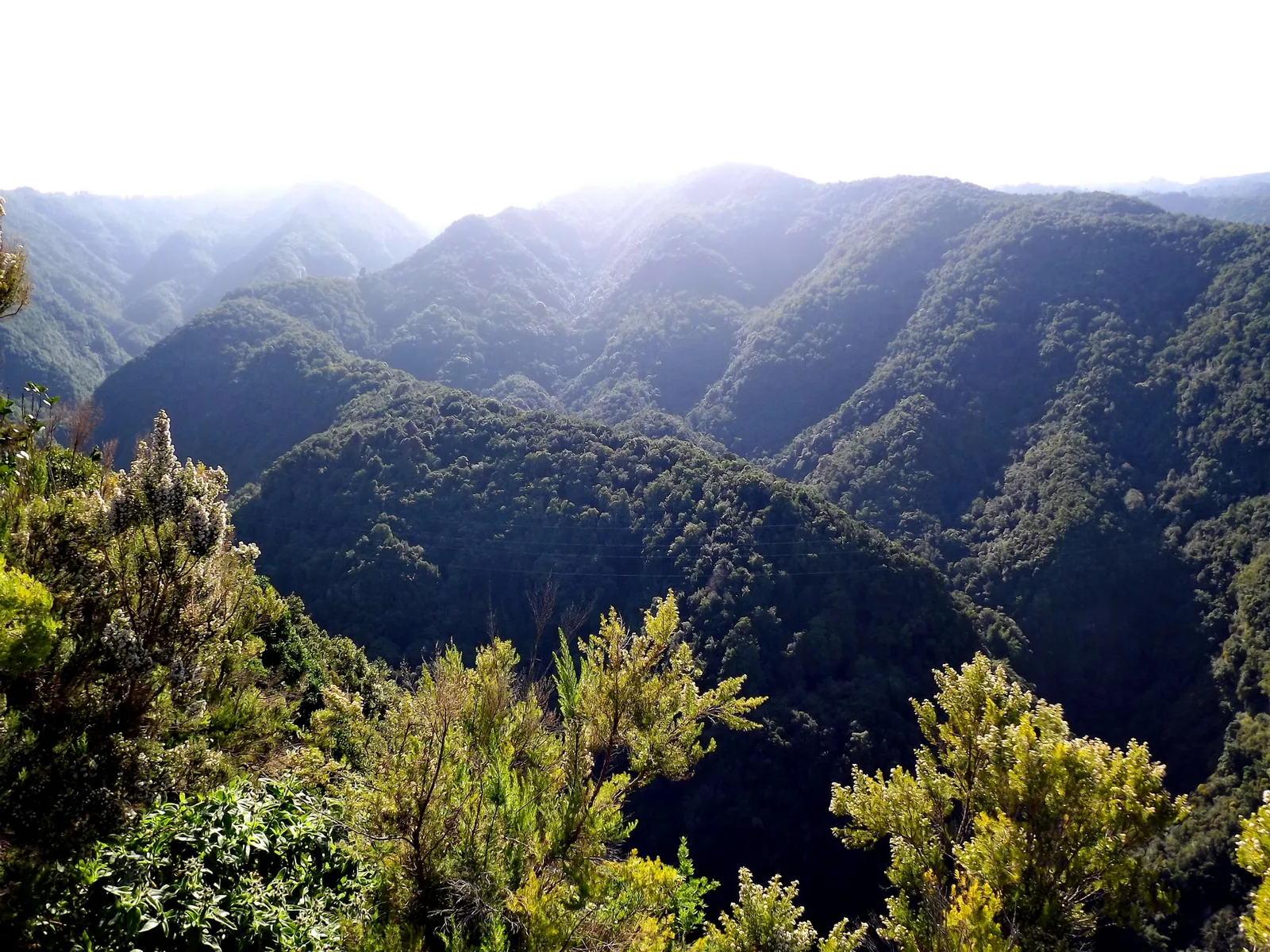 Laderas cubiertas de laurisilva vistas desde el mirador de la Somada Alta, en el Cubo de la Galga